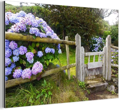 Aluminium schilderij 180x120 cm - Wanddecoratie metaal - Cottage tuin met hortensia's - Metalen muurdecoratie woonkamer - Decoratie industrieel - Foto op dibond - Industriële accessoires slaapkamer