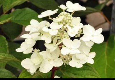 Hydrangea pan. 'Wim's Red®' - Pluimhortensia 40- 50 cm in pot
