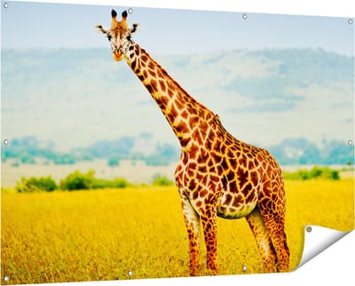 Gards Tuinposter Giraffe in het Veld - 150x100 cm - Tuindoek - Tuindecoratie - Wanddecoratie buiten - Tuinschilderij