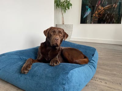 Dog's Companion Hondenkussen / Hondenbed - S - 70 x 50 cm - Petrol Ribcord