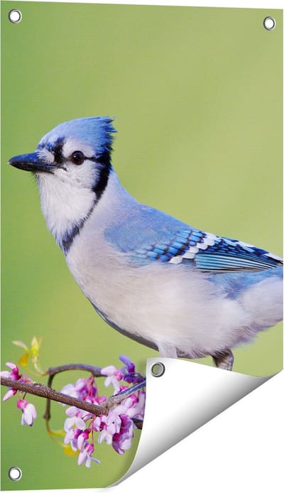 Gards Tuinposter Blauwe Gaai Vogel op een Tak - Kleur - 40x60 cm - Tuindoek - Tuindecoratie - Wanddecoratie buiten - Tuinschilderij