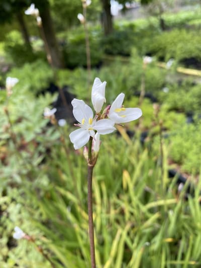 6 x Libertia grandiflora - Nieuw-Zeelandse iris - P9 Pot (9 x 9cm) - Dima Vaste Planten
