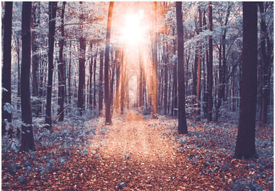 Fotobehangkoning - Behang - Vliesbehang - Fotobehang Zon in het Bos - Edge of the Sun - 150 x 105 cm