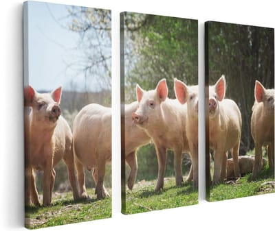 Artaza Canvas Schilderij Drieluik Groep Jonge Varkens - 120x80 - Foto Op Canvas - Canvas Print