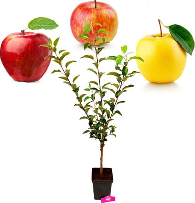 Malus domestica 'Trio appel' drie soorten aan één boom - 5 liter pot - Soort A