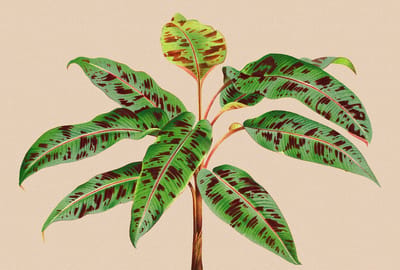 Fotobehang leafgarden4 DD121960 Livingwalls Walls by Patel 3 Groen Beige Creme Vlies 270 x 400 cm (4 delen) Fotobehang
