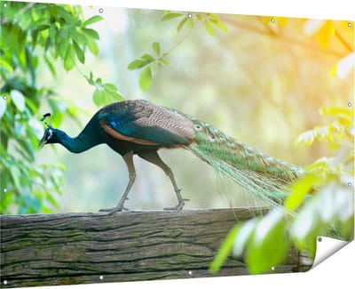 Gards Tuinposter Pauw Loopt op een Tak in de Natuur - 180x120 cm - Tuindoek - Tuindecoratie - Wanddecoratie buiten - Tuinschilderij