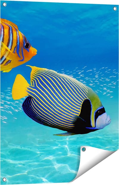 Gards Tuinposter Twee Tropische Vissen in de Rode Zee - 60x80 cm - Tuindoek - Tuindecoratie - Wanddecoratie buiten - Tuinschilderij