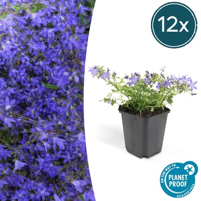12x Klokjesbloem Campanula poscharskyana 'Stella' 10-20cm - Ø9cm - ideaal voor borders en bodembedekker