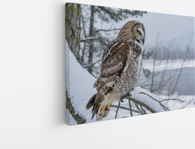 Saammp Canvas Schilderij - Uil in de sneeuw - winter - Dieren - 30x20 - Foto op canvas - Wanddecoratie - muurdecoratie Woonkamer - Slaapkamer decoratie - Canvas Print