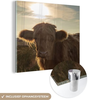 MuchoWow® Glasschilderij 50x50 cm - Schilderij acrylglas - Schotse Hooglander - Zonsondergang - Gras - Foto op glas - Schilderijen