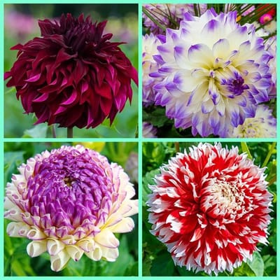 Zinnia,Rizoma di Zinnia,zinnia bulbi,Bulbi di dalia,Mix,piantato in autunno,fiorisce in estate,misto,i fiori sono enormi,dai colori vivaci,adatti per essere piantati in giardini o in vaso