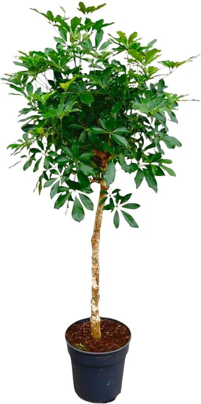 Vingerboom met slanke stam | 170 cm hoge Schefflera op stam | Aantrekkelijke kamerplant