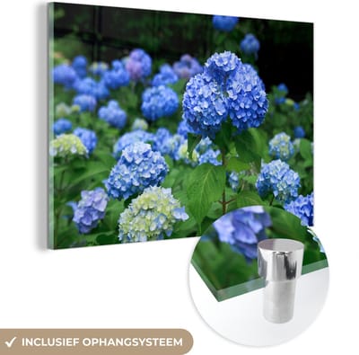 ® Glasschilderij 180x120 cm - Schilderij acrylglas - Blauwe hortensia bloemen - Foto op glas - Muurdecoratie woonkamer - Wanddecoratie slaapkamer - Schilderijen
