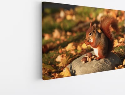 Saammp Canvas Schilderij - Eekhoorn - Natuur - Dieren - 45x30 - Foto op canvas - Wanddecoratie - Muurdecoratie Woonkamer - Slaapkamer decoratie - Canvas Print