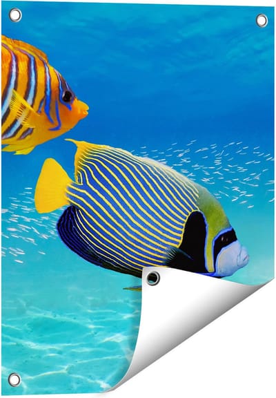 Gards Tuinposter Twee Tropische Vissen in de Rode Zee - 40x50 cm - Tuindoek - Tuindecoratie - Wanddecoratie buiten - Tuinschilderij