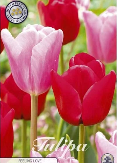 Feeling Love Garden Tulpenbollen 10 stuks bolmaat 12+