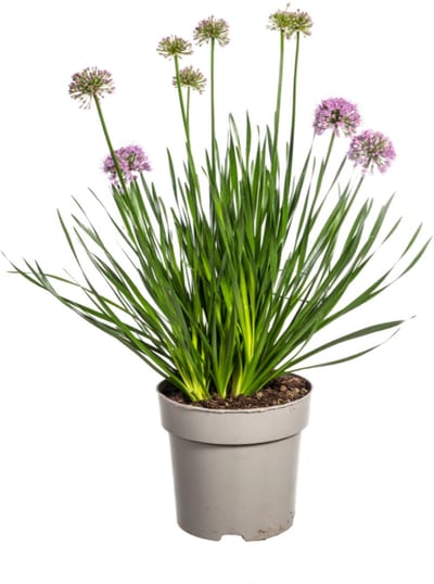 Tuinplantenshop.com | Allium Senescens Millenium - Ø19cm - 50-60cm hoog - Tuinplant