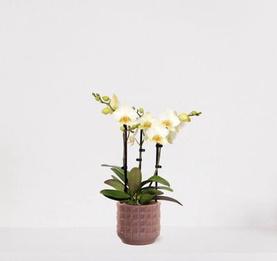 Phalaenopsis Multiflora wit in sierpot Janneke oudroze – bloeiende witte Orchidee – kamerplant - 40-55cm - Ø13 – geleverd met plantenpot – vers uit de kwekerij