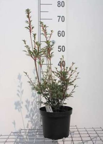 Enkianthus campanulatus - Pronkklokje , Japanse Klokjesstruik 40- 50 cm in pot