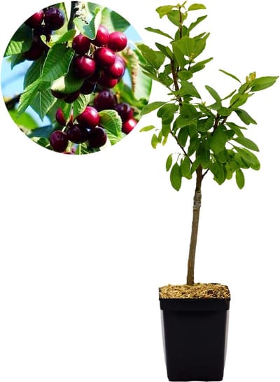 Prunus avium 'Kordia' kersenboom, Gisela 5 onderstam, 5 liter pot