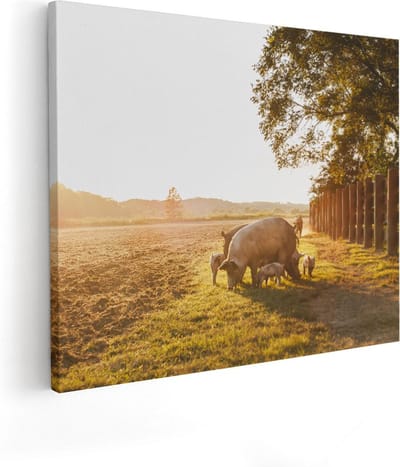 Artaza Canvas Schilderij Dieren - 50x40 cm - Wanddecoratie Landschap - Muurdecoratie Varken - Schilderijen Op Canvas