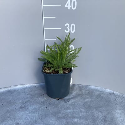 Plants Online - Tuinplanten - Vaste planten - Set van 1 - Achillea millefolium 'Cerise Queen' - 2 liter pot - Plant