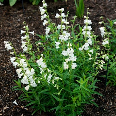 Penstemon hybride (Penstemon hybr) - Penstemon White Bedder – Slangekop, Schildpadbloem - Bijen-Vlinders - Snijbloemen - Vaste planten