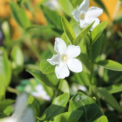 24 x Kleine maagdenpalm 'Alba' - Vinca minor Alba pot 9x9cm, voor 3m² : Een charmante witbloeiende maagdenpalm voor een betoverende bodembedekker.