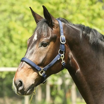 Halster voor paarden HorseGuard Lea
