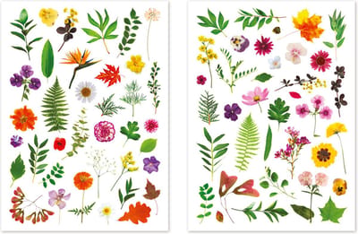 Stickers - Herbarium Bloemen & Bladeren - Scrapbook Hobby DIY - 2 Stickervellen Transparant - 1.2-6cm - 73 Stuks
