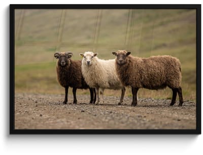 Poster in lijst - Fotolijst 90x60 cm - Posters - Schapen - Bruin - Wit - Grindpad - Posterlijst zwart - Decoratie - Wanddecoratie woonkamer - Muurdecoratie slaapkamer