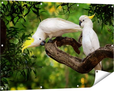 Gards Tuinposter Twee Witte Kaketoes in de Bomen - 120x80 cm - Tuindoek - Tuindecoratie - Wanddecoratie buiten - Tuinschilderij