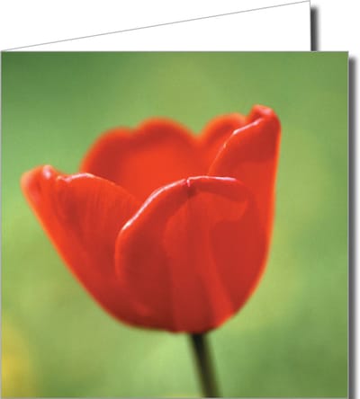 Wenskaartenpakket – 12 Stuks met Tulpenvelden en Molens in Hollands Thema (14,5 x 14,5 cm)