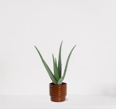 Aloë Vera in sierpot Naemi Terra – vetplant – eenvoudig te onderhouden - 35-45cm - Ø13 – geleverd met plantenpot – vers uit de kwekerij