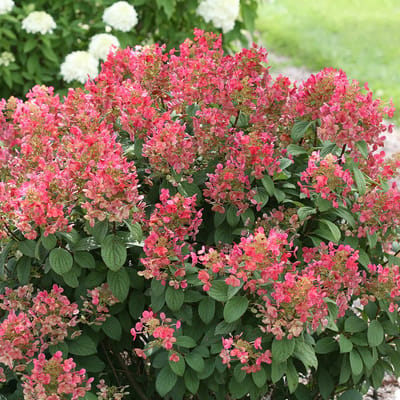 Tuinplanten - Buitenplanten - Winterhard - Hortensia - Hydrangea paniculata Little Quick Fire - Wit - Roze - Rood - Planthoogte 30-40 cm - Potmaat P23