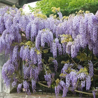 Bloomique - Wisteria Sinensis Prolific - Blauwe Regen Klimplant - Blauw - Klimplanten - Tuinplanten - Winterhard - Hoogte 50-70 cm - Pot 15 cm