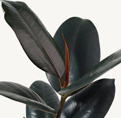 Hydroplant Ficus Elastica Abidjan