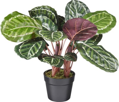 Kunstplant Calathea H50cm - HTT Decorations kunstplanten