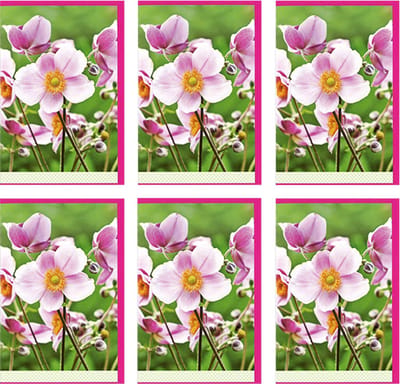MGPcards - 6x dubbele wenskaart met envelop - Blanco - Bloemen - 11,5 x 17 cm
