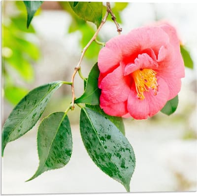 Acrylglas - Roze Camelia Bloem - 50x50cm Foto op Acrylglas (Met Ophangsysteem)