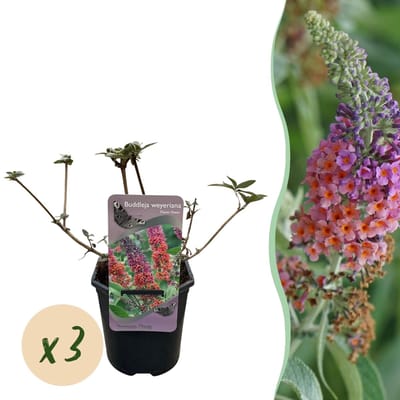 Vlinderstruik - Buddleja davidii Flower Power - Bloem Oranje Paars - 3 Planten - 1m2 - Bladverliezend - Vlinderlokkend - Pot 17cm Hoogte 30cm