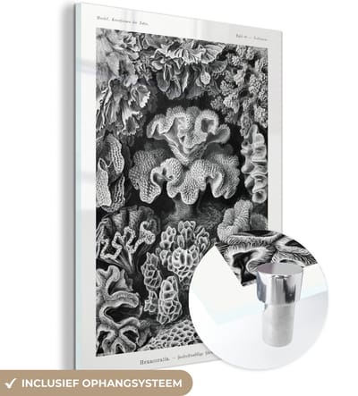 MuchoWow® Glasschilderij 30x40 cm - Schilderij acrylglas - Kunst - Koraal - Ernst Haeckel - Oude meesters - Natuur - Foto op glas - Schilderijen