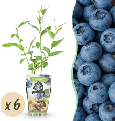 Green boutiQ - Fruitplanten - Blauwe Bes - Vaccinium corymbossum Goldtraube - Winterhard - 6 Planten - Pot 9 cm - Blauwe Bes