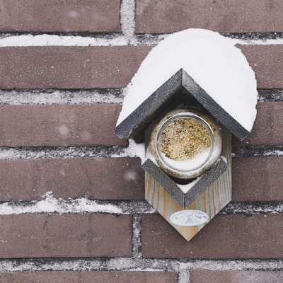 Pindakaas voor vogels - met stukjes noot - set van 8 - winter vogelvoer