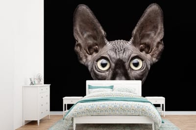 Behang - Fotobehang Kat - Huisdieren - Portret - Zwart - Breedte 360 cm x hoogte 260 cm
