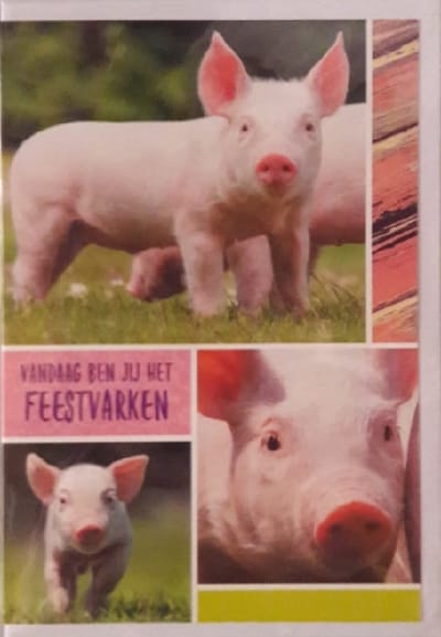 Vandaag ben jij het feestvarken! Van harte gefeliciteerd! Een grappige wenskaart met drie afbeeldingen van lieve varkens. Een leuke kaart om zo te geven of om bij een cadeau te voegen. Een dubbele wenskaart inclusief envelop en in folie verpakt.