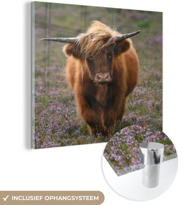 MuchoWow® Glasschilderij 50x50 cm - Schilderij acrylglas - Schotse Hooglander - Heide - Dieren - Foto op glas - Schilderijen