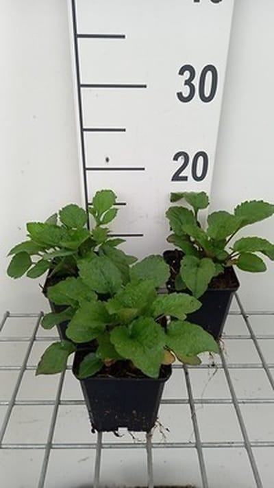 6x Zonnehoed - Rudbeckia triloba 'Prairie Glow' | 9x9 cm pot