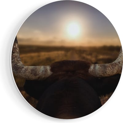 Artaza Forex Muurcirkel Stierenhoorns Bij Zonsondergang - 40x40 cm - Klein - Wandcirkel - Rond Schilderij - Wanddecoratie Cirkel